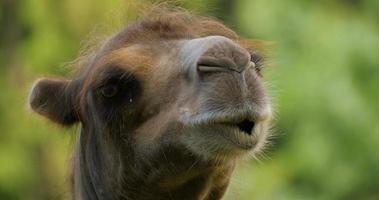 Close up portrait of camel photo