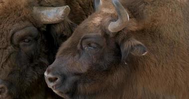 Close up picture of Bison