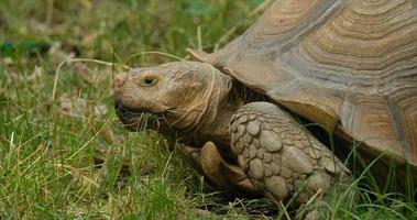 close up of African spurred tortoise or Centrochelys sulcata on the green grass photo