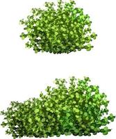 Ornamental green plant in the form of a hedge.Ivy arch.Realistic garden shrub, seasonal bush, boxwood, tree crown bush foliage. vector