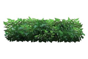 Ornamental green plant in the form of a hedge.Ivy arch.Realistic garden shrub, seasonal bush, boxwood, tree crown bush foliage. vector