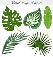 Set of exotic tropical leaves of monstera, palm, banana. Vector color image isolated on white background.