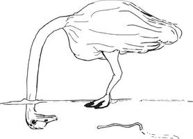 Funny hand drawn ostrich looking at a worm vector