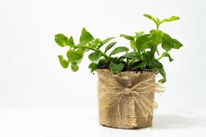 natural plant in pot on white background