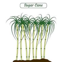 Sugar cane vector illustration created on white background.