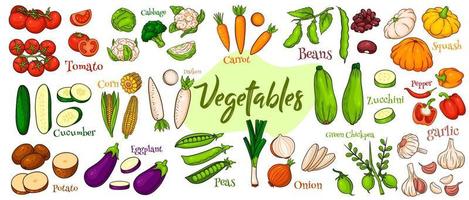 Vector vegetables icons in cartoon style. Big set.
