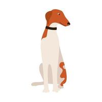 raza de perro galgo ruso. perro de dibujos animados aislado sobre fondo blanco. ilustración vectorial de un piso para mascotas vector