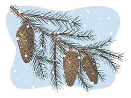 Hand drawn color fir branch with cones on blue background. . Vector illustration. Isolated on white.