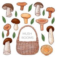 collection of color hand drawn mushrooms, leaves and basket. Isolated on white. Vector illustration. Line art.
