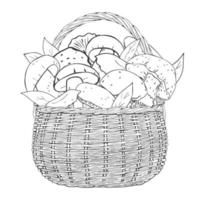 Monochrome basket with mushrooms. Vector illustration. Isolated on white. Hand drawn picture.