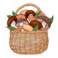 basket with mushrooms. Vector illustration. Isolated on white. Hand drawn picture.