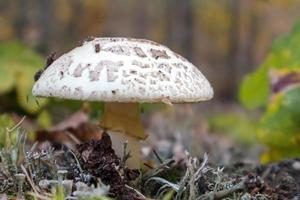 hongo seta blanca amanita amanita citrina. un hongo tóxico, venenoso y alucinógeno en agujas y hojas en el contexto de un bosque otoñal. enfoque selectivo, fondo borroso. foto