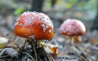 Red fly agaric or toadstool in the grass. Amanita muscaria. Toxic and poisonous mushroom muscimol. The photo was taken against the background of a natural forest. Forest mushrooms.