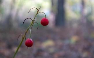 Lily of the valley bush with ripe orange red fruits in the forest. Autumn sunny natural background with red berries. Orange fruit of lily of the valley on a green stalk in the forest. photo