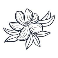 Beautiful botanical composition with flower and leaves in doodle style vector