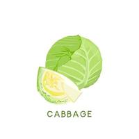 Fresh vegetable Cabbage isolated vector illustration