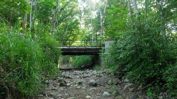 scenery in the jungle of asia photo