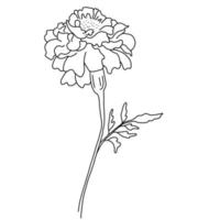 Beautiful flower Tagetes. Vector illustration.Linear doodle element for design and decor.