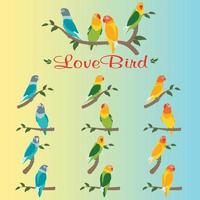 various types and colors of lovebirds vector