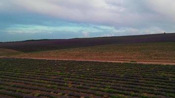 luchtfoto van de zonsondergang over het lavendelveld. video