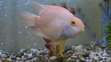 bunte goldene Fische genießen im Aquarium video