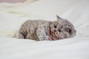 little kitten plays on a white cover photo