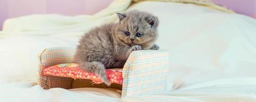 little kitten plays on a toy sofa photo