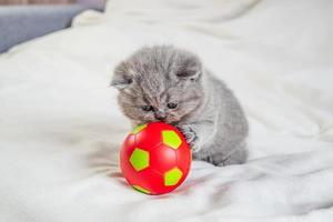 little kitten plays with a ball