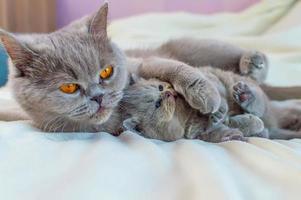 kitten plays with mother a cat on a white cover photo