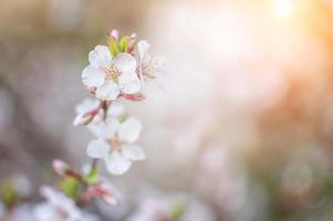 cherry blossoms with white flowers photo