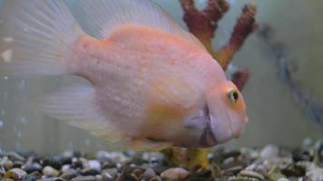 peixes dourados coloridos desfrutando no aquário video