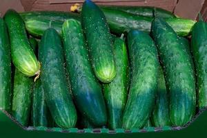 Pepinos verdes en la tienda en el mostrador. foto