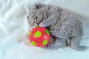 little kitten plays with a ball photo