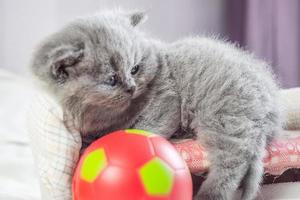 gatito juega con una pelota foto