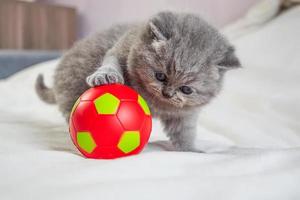 little kitten plays with a ball photo