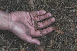 Murder in the woods. The hand of a dead man in the forest needles. Violent attack. Victim of crime. photo