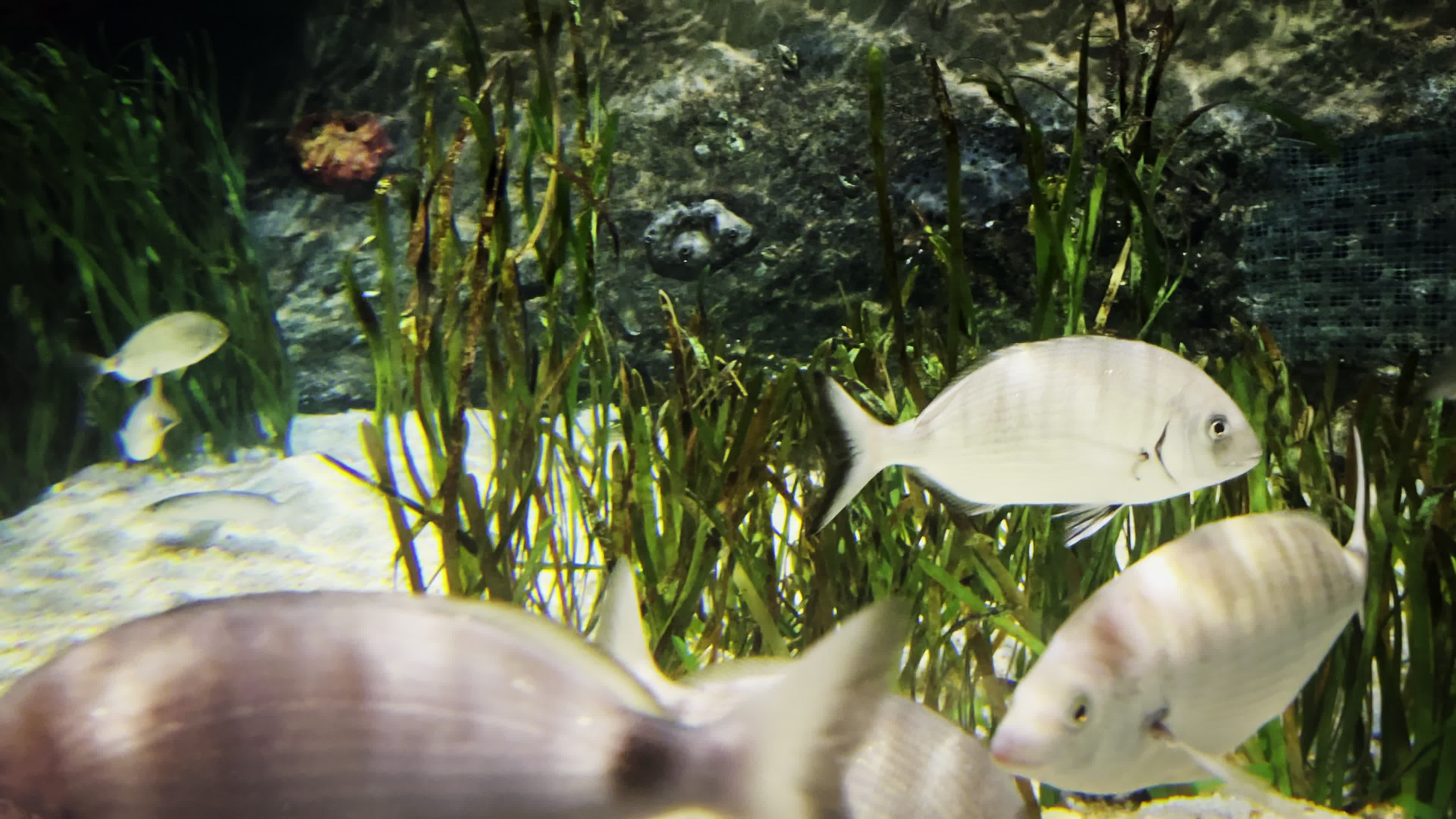 Underwater Fish Stock Video Footage for Free Download Underwater Fish Stock Video Footage for Free Download