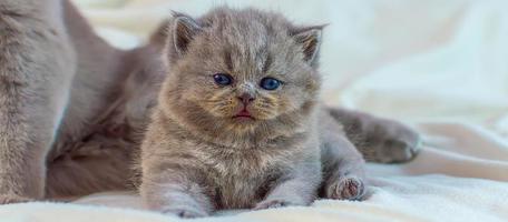 kitten plays with mother a cat on a white cover photo