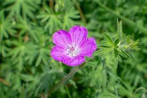 green field grass with flowers photo