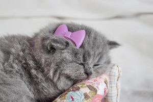 the little, gray kitten sleeps photo