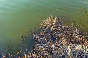 dirty water in the reeds photo