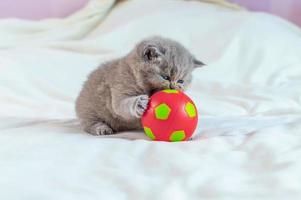 little kitten plays with a ball photo