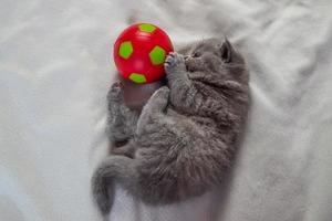 little kitten plays with a ball photo