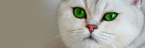 A white cat with green eyes on a white background. British silver chinchilla. photo