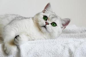 A white cat with green eyes lies on a white background. British silver chinchilla. photo