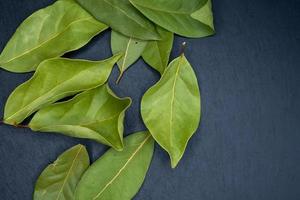 hoja de laurel verde sobre un fondo oscuro con espacio para copiar. foto