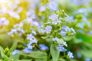 Brunner flowers in the spring garden. Spring. Awakening of nature. photo