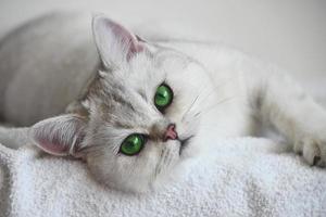 un gato blanco con ojos verdes se encuentra sobre un fondo blanco. chinchilla de plata británica. foto