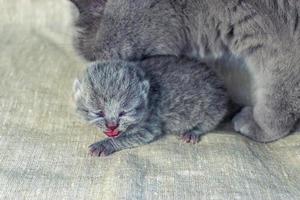 mother a cat with a newborn kitten photo