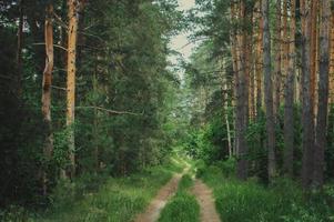 green Siberian forest in summer photo